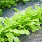 Moestuingrond XL-bag (1½ m³)