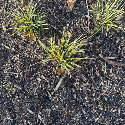 Biologische houtmulch