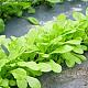 Moestuingrond XL-bag (1½ m³)
